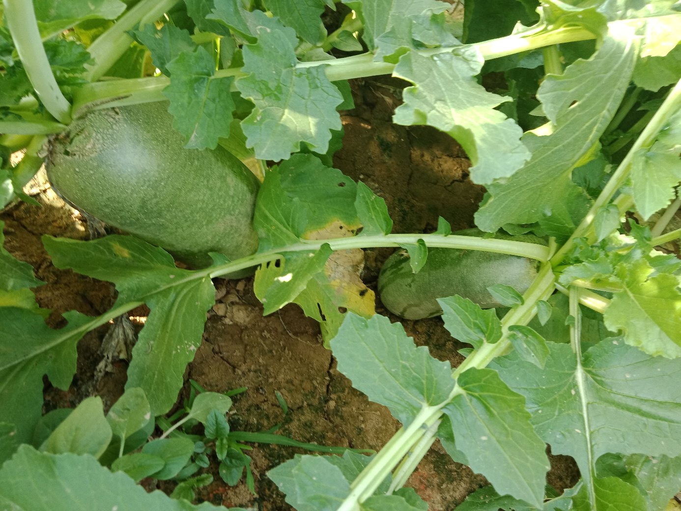 胡萝卜种植田间图