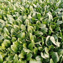 大棚圆叶菠菜大量上市，大掉价。