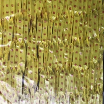 金丝皇菊