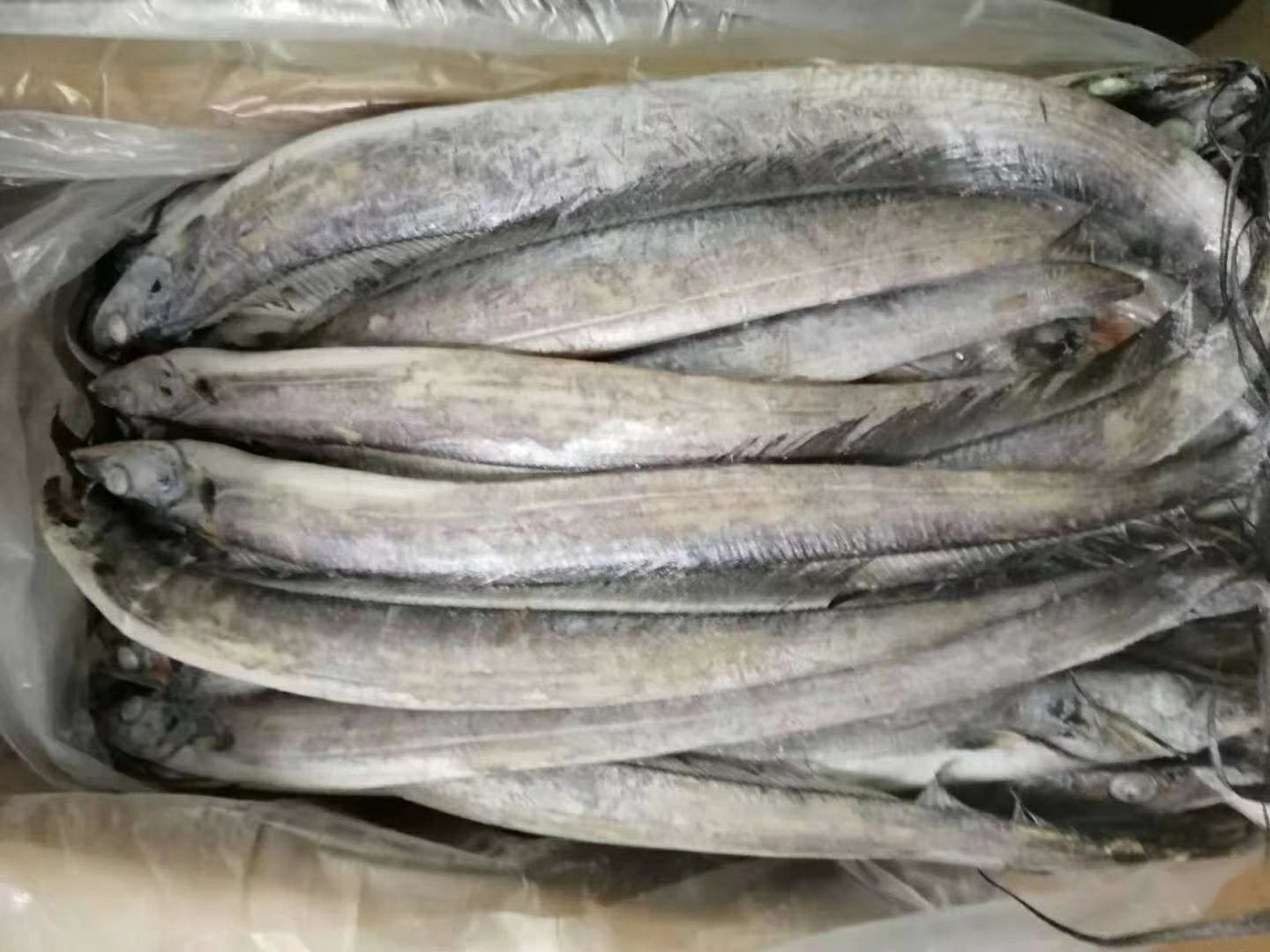 展示如何挑选新鲜巴沙鱼和带鱼,以及正确的保存方法 巴沙鱼与带鱼选购与储存方式示意图