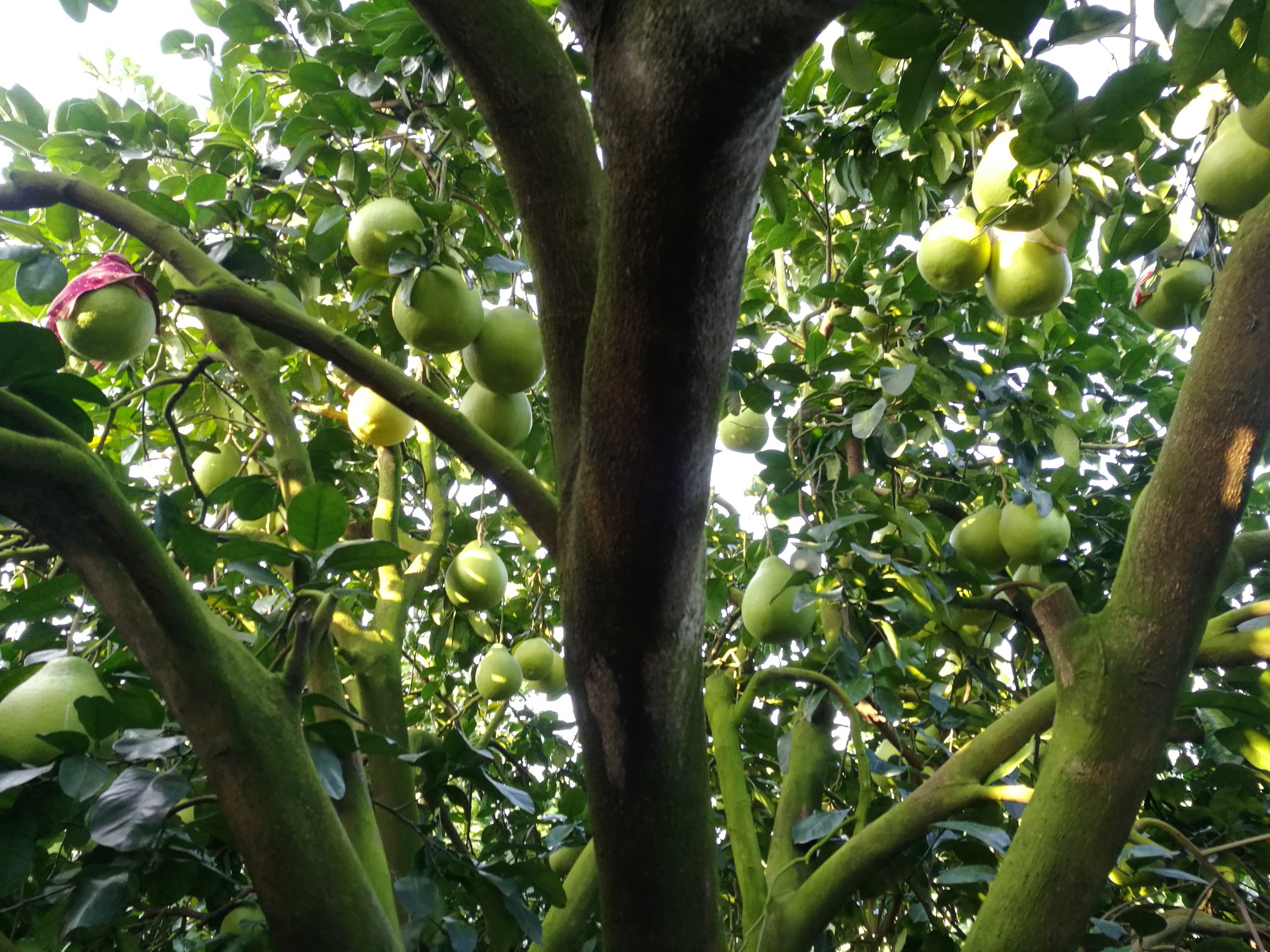 沙田柚果实特写展示