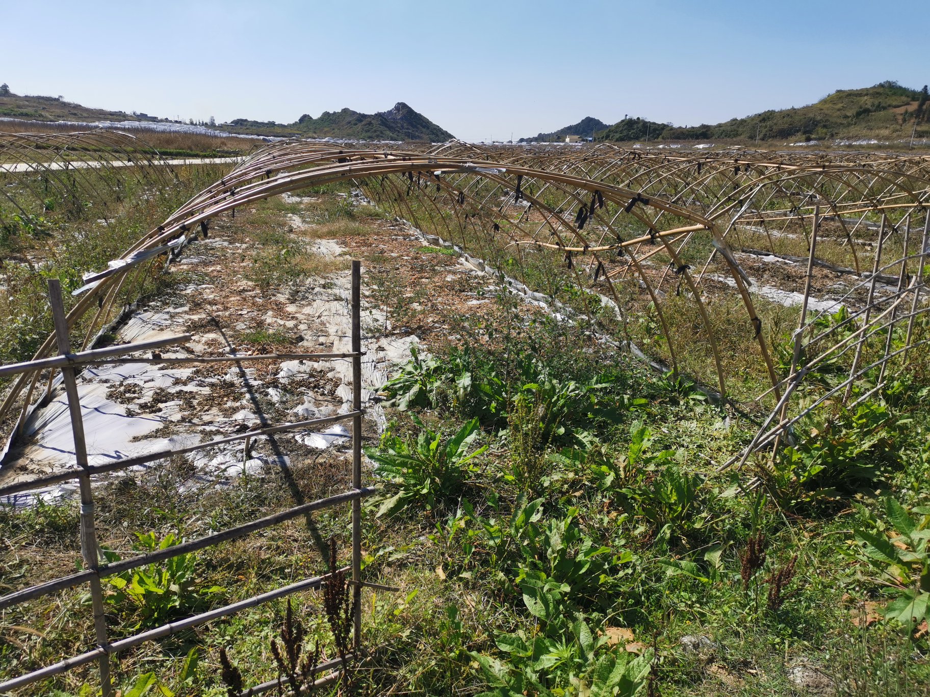 山竹树苗在温室中生长 山竹树苗在温室中生长