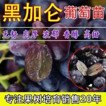黑加仑苗黑加仑树葡萄苗无籽肉厚香醇高甜自家繁育