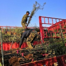 大量供应紫竹苗紫竹苗价格紫竹苗基地紫竹紫竹苗