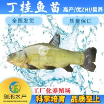 【热销推介】丁桂鱼鱼苗欧洲丁鱥鱼苗丁桂鱼水花效益高