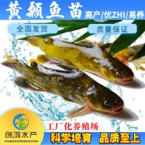 【新苗】全雄黄骨鱼鱼苗杂交黄骨鱼苗单性黄颡鱼苗