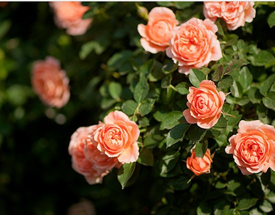 福斯塔夫藤本月季盛开特写