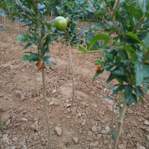 【花石榴苗】软仔石榴千层花石榴果南北种植包邮发货