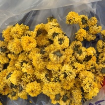 大量怀菊花出售