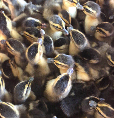 鸭苗 小种土鸭苗 青头鸭苗 厂家直销