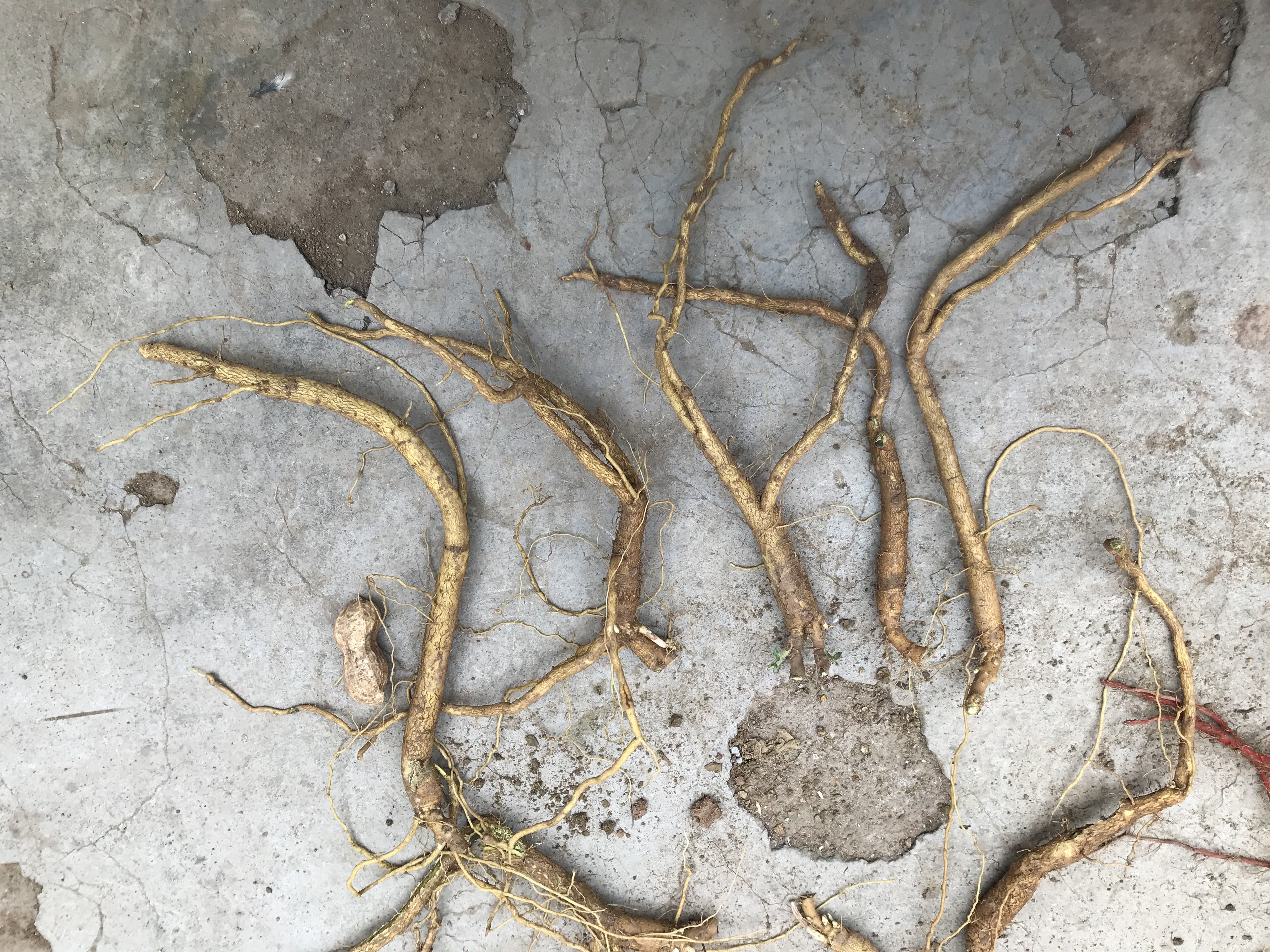 黄芩植株与药材形态