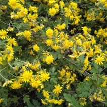 纯野生菊花茶干货，