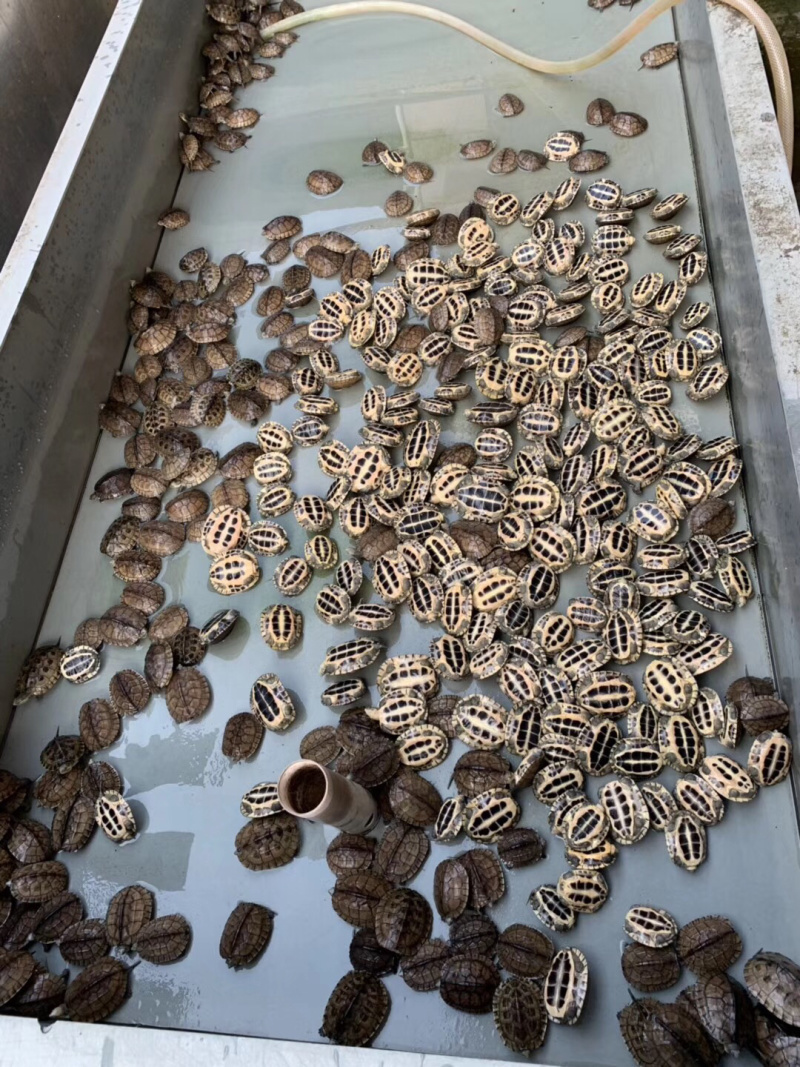 小青冷水小青龟苗大青苗