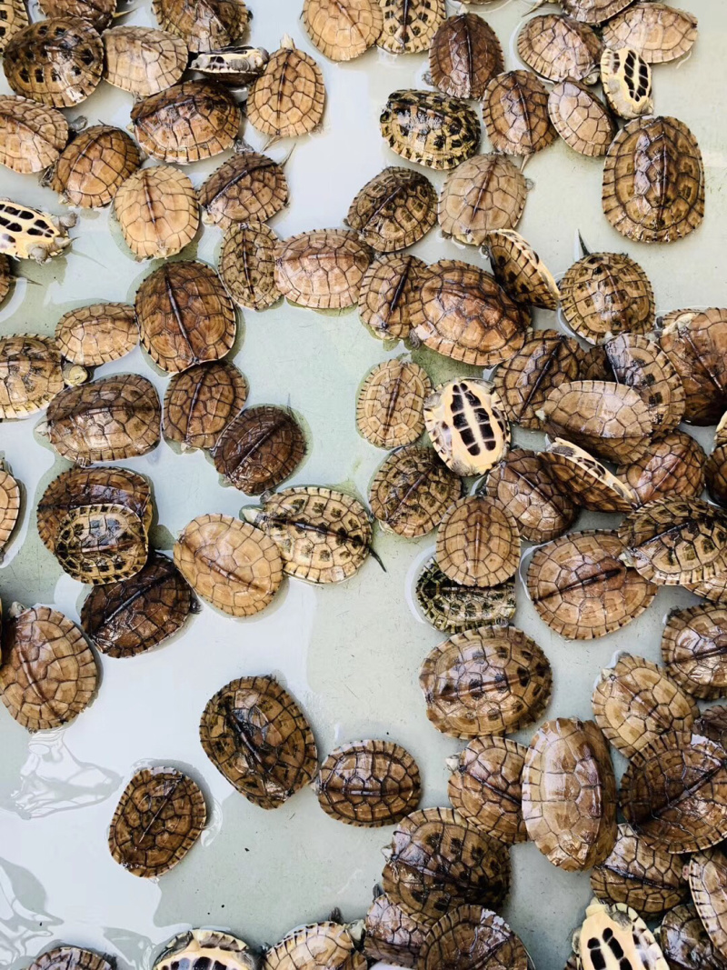 小青冷水小青龟苗大青苗