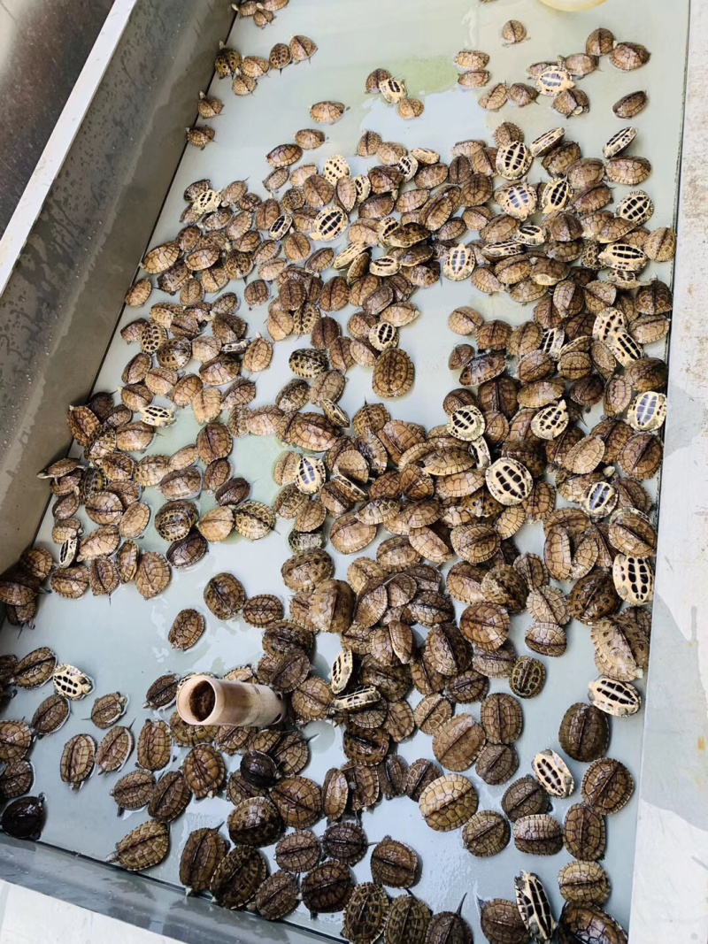 小青冷水小青龟苗大青苗