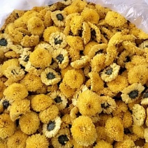 菊花种植基地河南茂林菊业直供(桃菊精品)