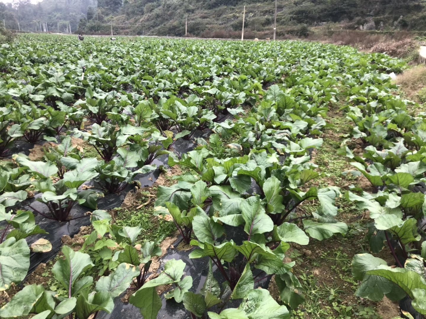 一块平整的红菜苔种植田, rows呈南北走向,地下铺设黑色滴灌带,每株红菜苔根部有出水孔正在滴水,地面覆盖银灰色地膜以反射光照并抑制杂草,远处可见管理人员手持记录本检查生长情况 红菜苔滴灌系统布置示意图