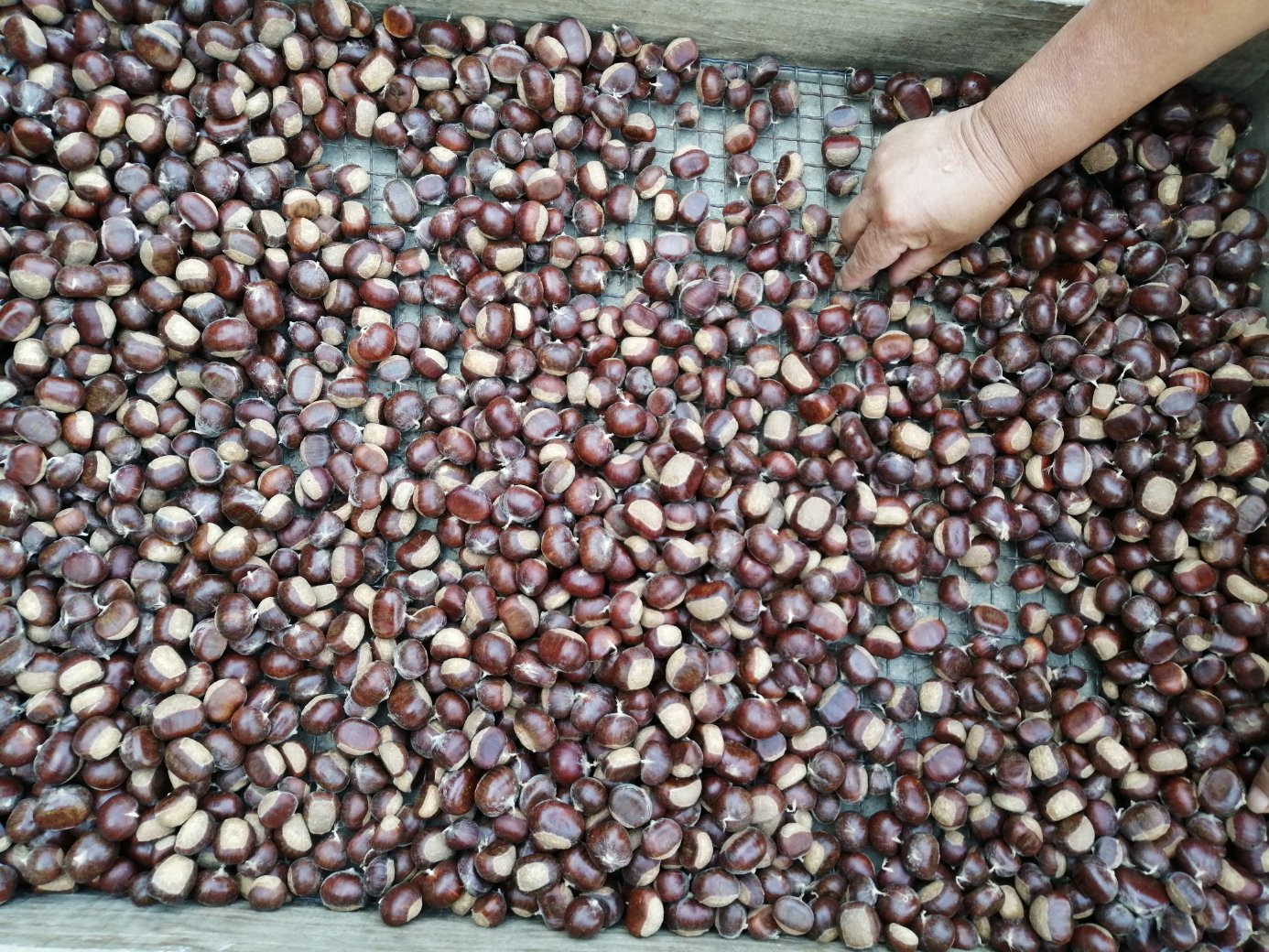 油栗与锥栗挑选指南图