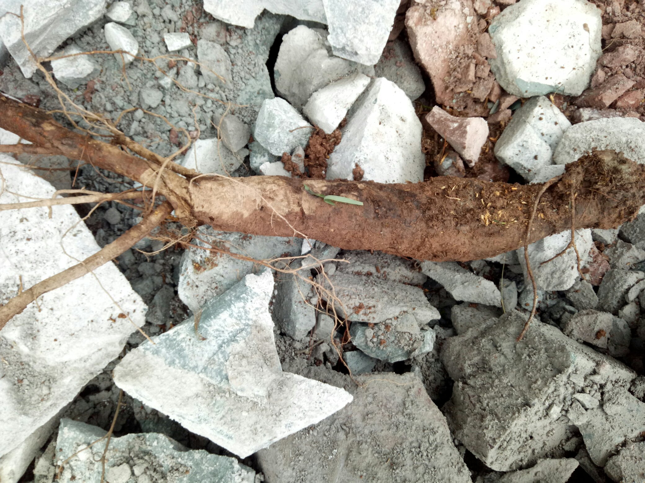 野生黄芩生长环境