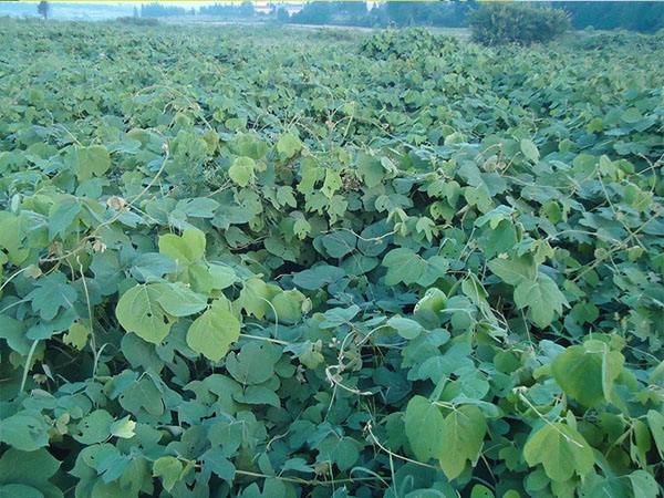 葛根的植物形态