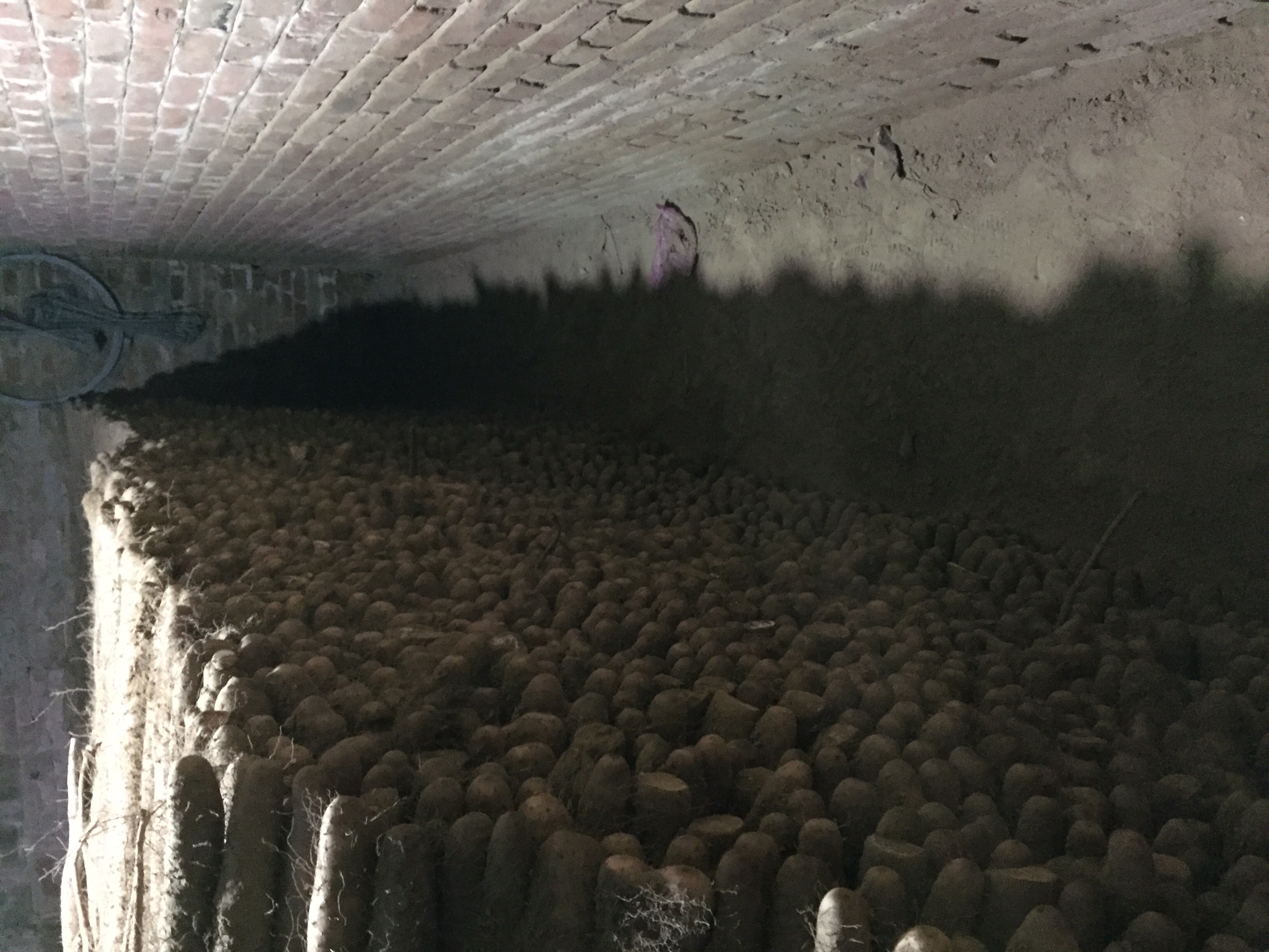 一个传统农村地窖内部场景,成捆的长山药整齐堆放在木架上,每根长约70–90厘米,表皮带有少量泥土,环境阴凉干燥,墙壁有湿气痕迹,体现传统储藏方式的真实感 农家地窖储存的长山药场景