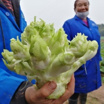 儿菜