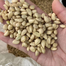 构橘种子