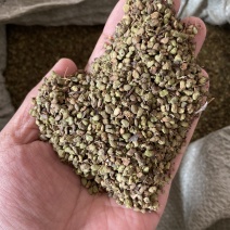 黄栌种子