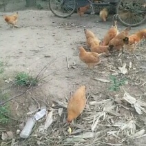 鸡