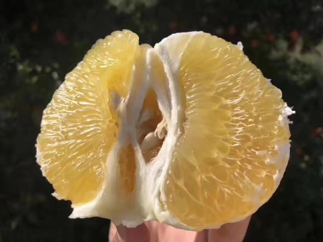 仙游葡萄柚切面特写展示果肉结构