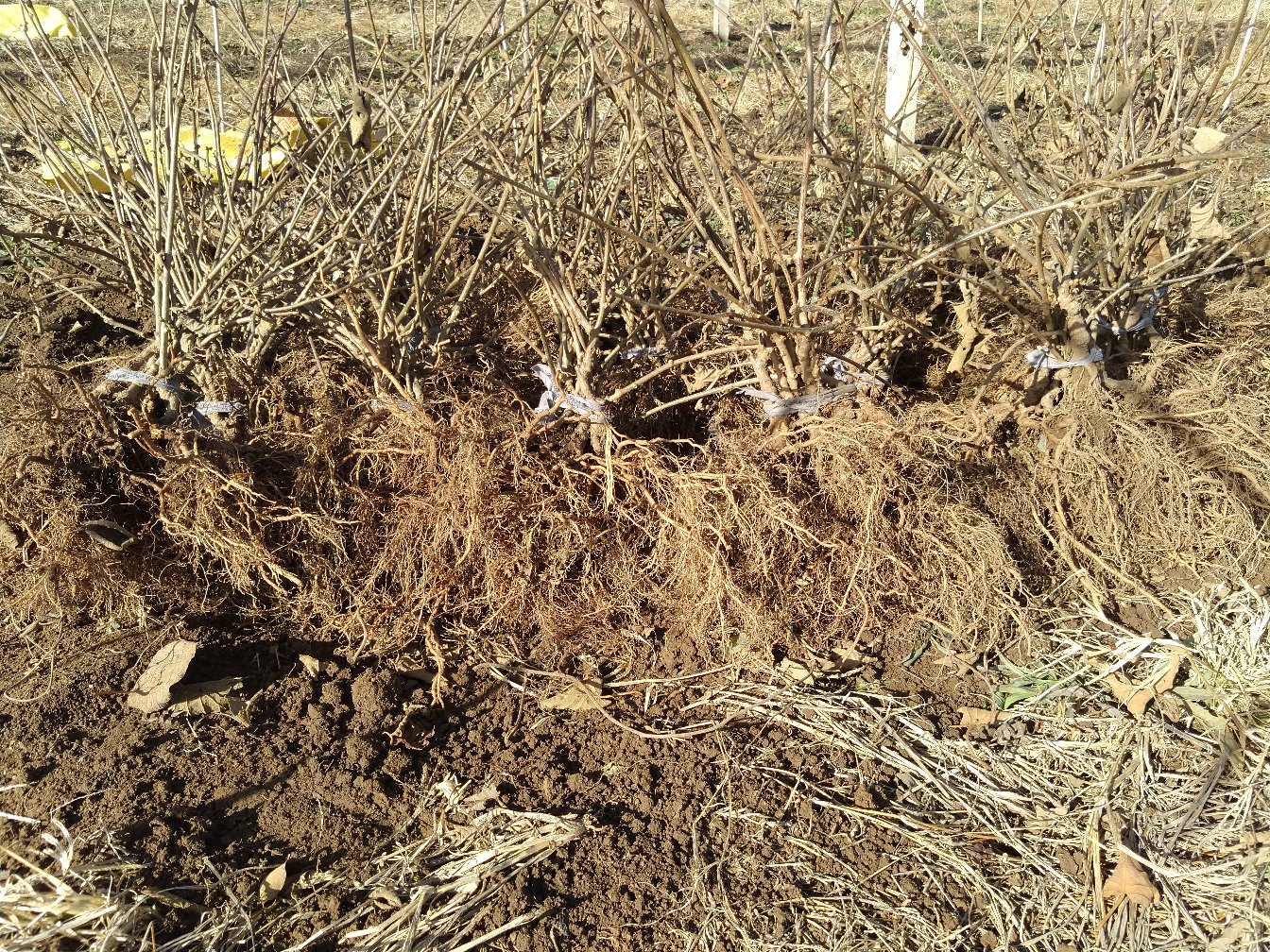 猕猴桃根提取物实验过程