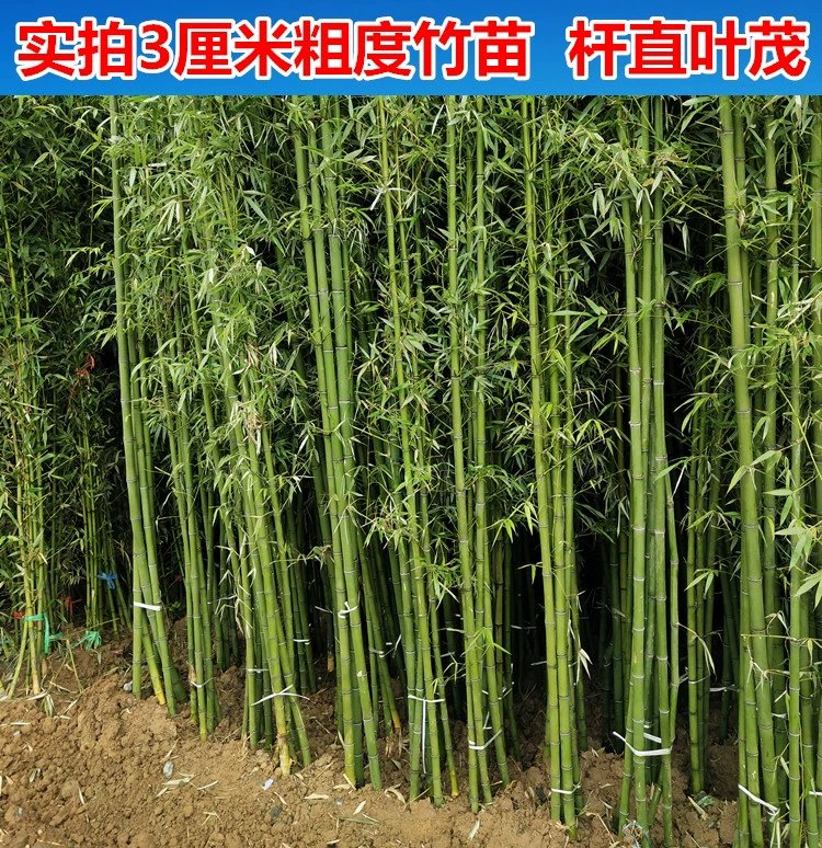 [竹苗批发]毛竹苗 紫竹苗金镶玉竹罗汉竹苗 规格齐全价格3.
