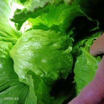 生菜球