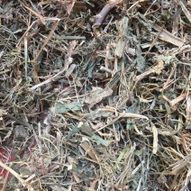野油菜全干无硫正品保证