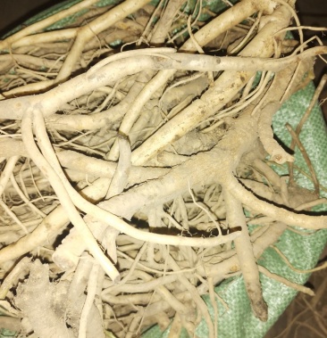 [党参批发]鸡筋参(黄鸡胖)价格20.00元/斤 - 一亩田