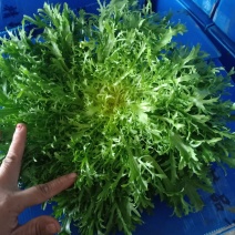 苦菊