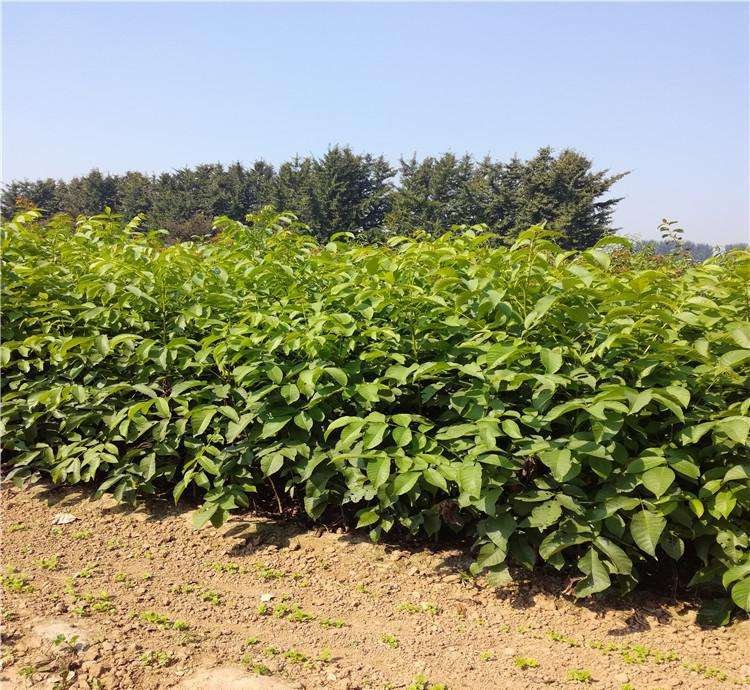 核桃园冬季覆草保温示意图