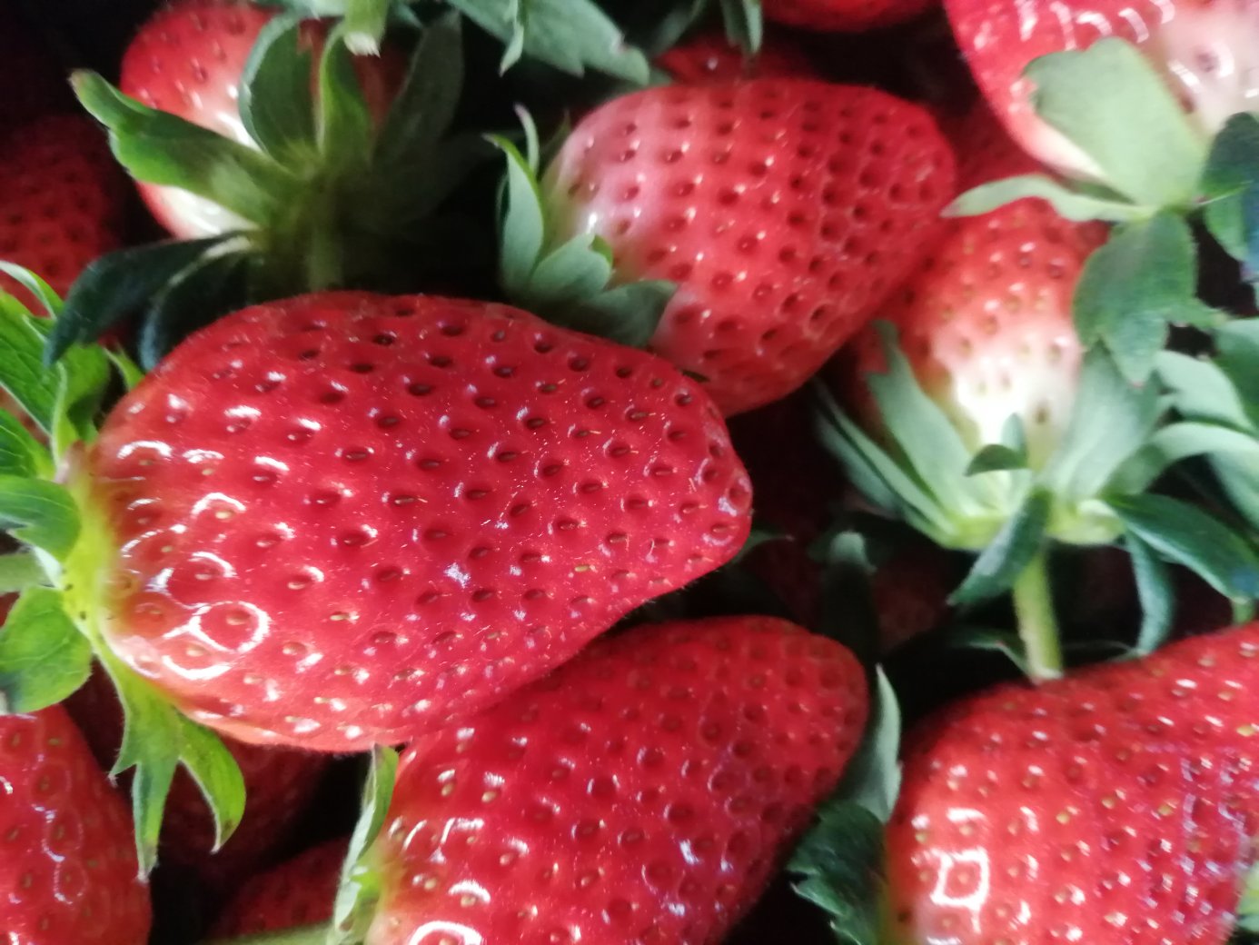 甜宝草莓特写照片