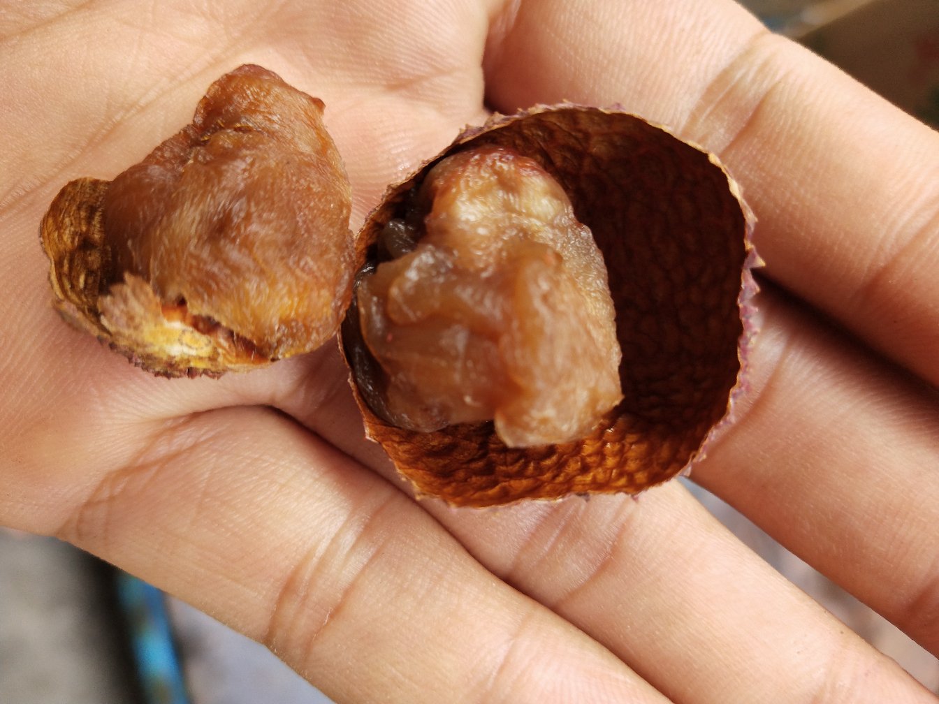 一颗成熟的桂味荔枝被横向切开,露出乳白色半透明的果肉和深褐色椭圆形种子,果肉紧贴种皮但有一定间隙,显示其良好的离核性,背景为绿色叶片 桂味荔枝果实剖面特写