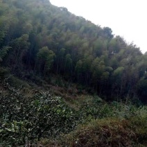 毛竹林转让