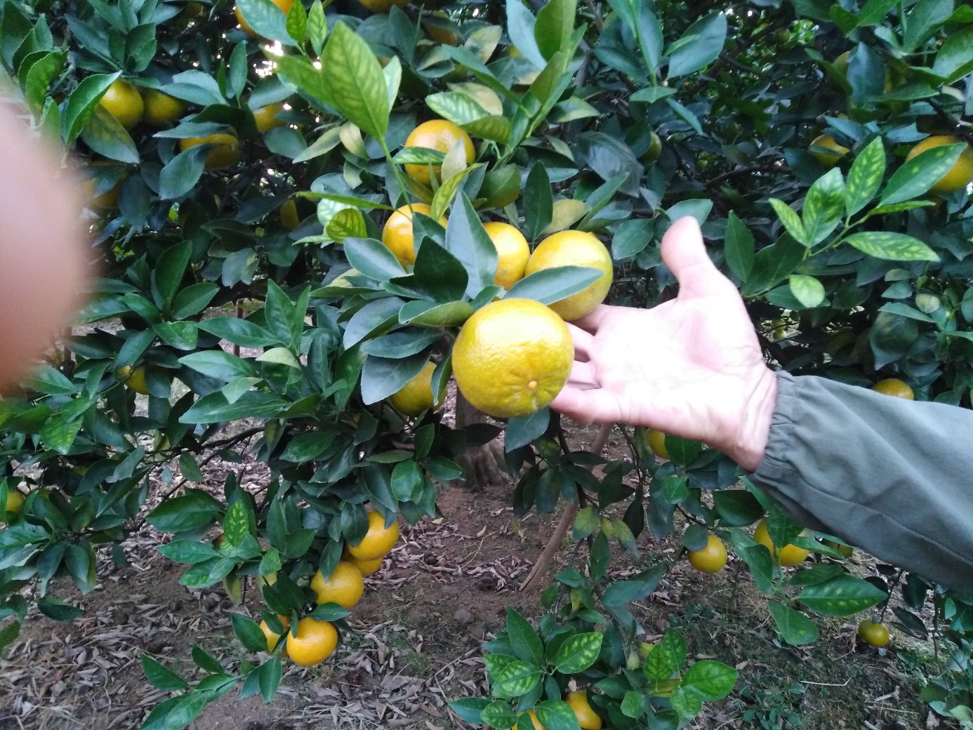 一位笑容满面的果农站在皇帝柑树下,手中拿着刚采摘下来的果实,篮子里装满了金黄色的皇帝柑,背景是整齐排列的果树,展现出丰收喜悦的场景 果农采摘皇帝柑