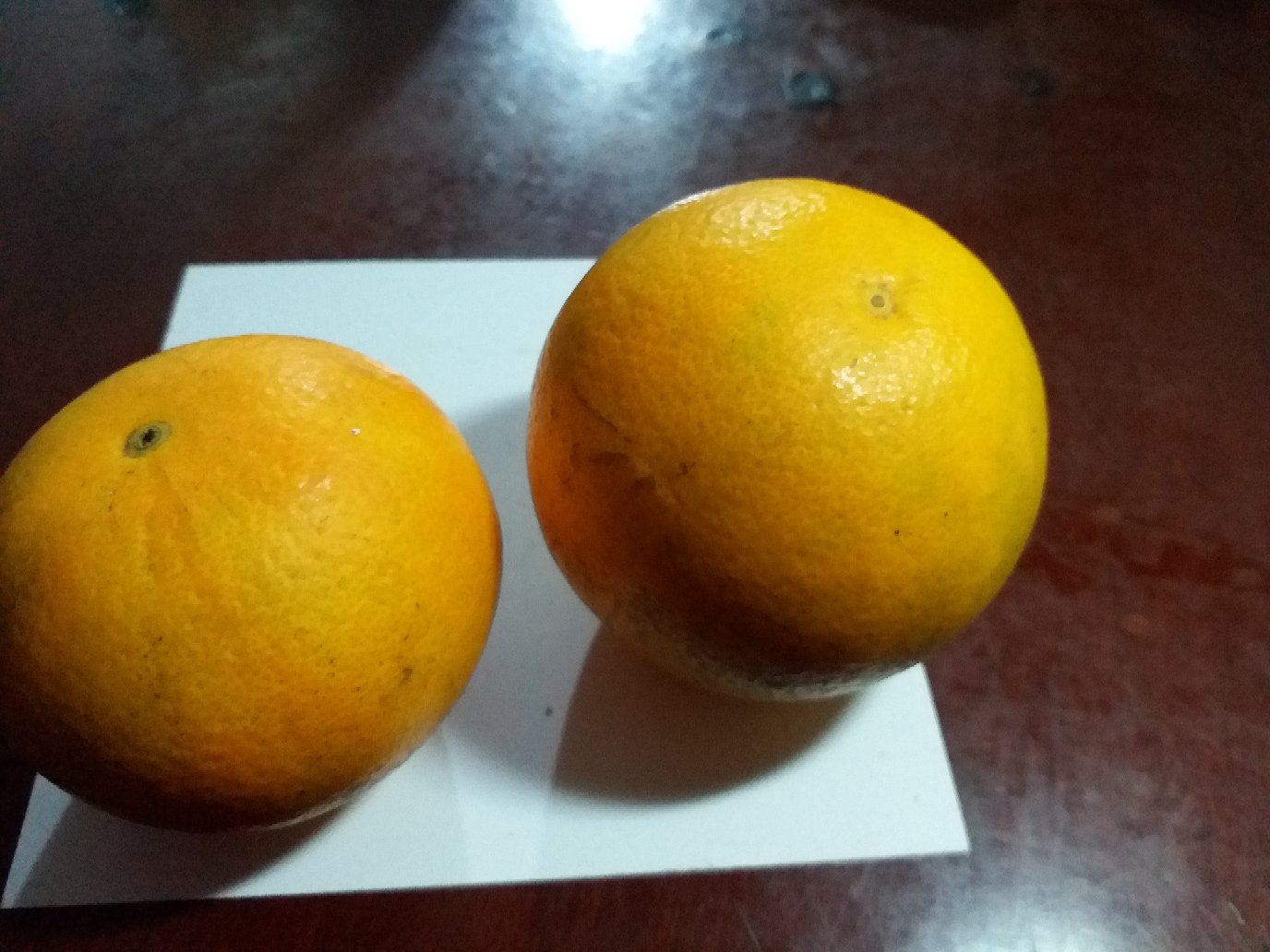 冰糖橙果实特写