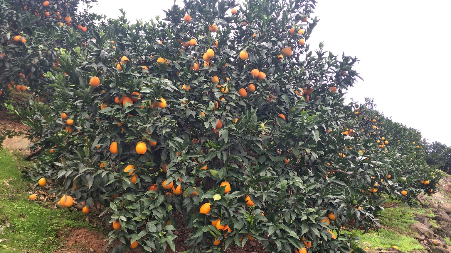 奉节本地果农在果园中展示新鲜采摘的早熟脐橙,突出果实饱满、色泽金黄、种植环境优良的特点 一位果农手持刚采摘的奉节脐橙,笑容满面站在果园中,身后是挂满金黄果实的果树,筐内橙子色泽鲜亮、大小均匀