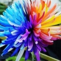 五色菊种子原产澳大利亚性喜温暖向阳多色混合易