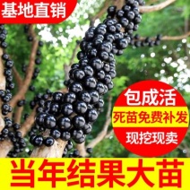 黑加仑苗葡萄苗树苗果树苗