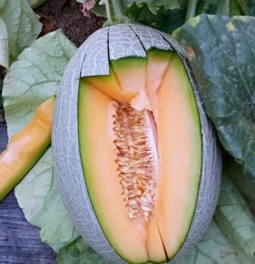 [长香玉批发]西周蜜25,精品瓜糖度大价格1.00元/斤 - 一亩田