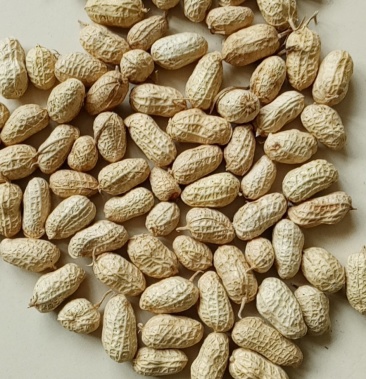 白沙308花生保证芽率纯度干度适中