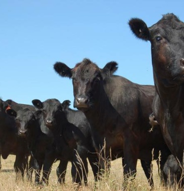渤海黑牛品质保证,品种优良,厂家直销,价格实惠,送货上门