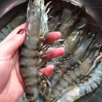 高品质产品野生黑虎虾