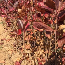 黑果花秋绿化苗工程苗占地树，播种苗等。